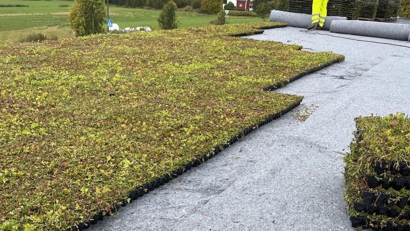 Legging av sedumtak på flatt tak